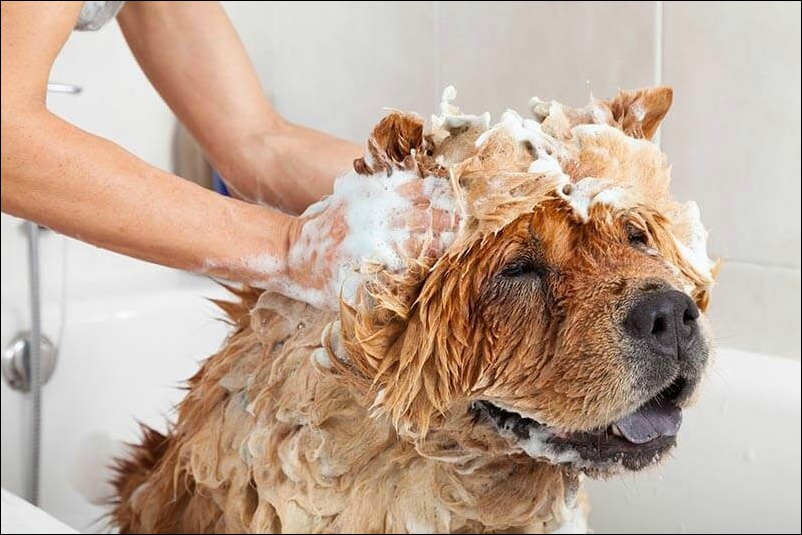 Sain Bernard being bathed