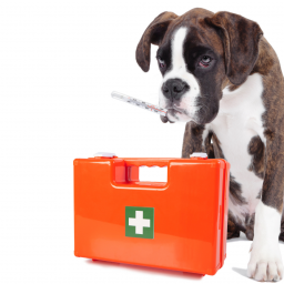 Pet Insurance: The Importance of Insuring Your Pet