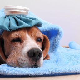 Common Pet Illnesses in Australian Dogs and Cats: What They Cost
