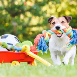 Choosing the Right Toys for Your Dog