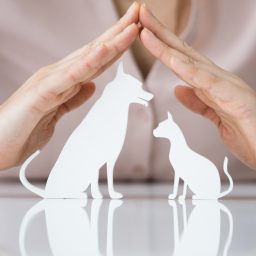 Planning to get Pet Insurance?