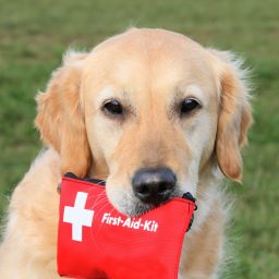 What You Need to Know About Pet First Aid