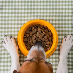 How to Cater to a Pet With a Specialised Diet