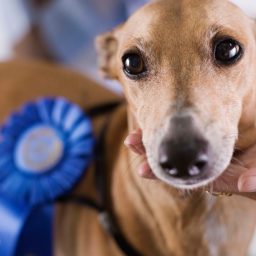 Tips for Your First Pet Show or Competition