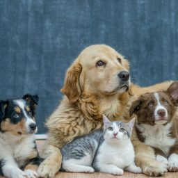 Exploring the Beneficial Impact of Pets on Mental Health