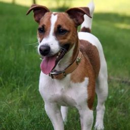 Discovering the Endearing Essence of Jack Russell Terriers