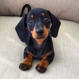 Exploring The Charismatic Of The Courageous Sausage Dogs