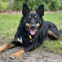 Getting To Know An Aussie Breed: The Intelligent Kelpie