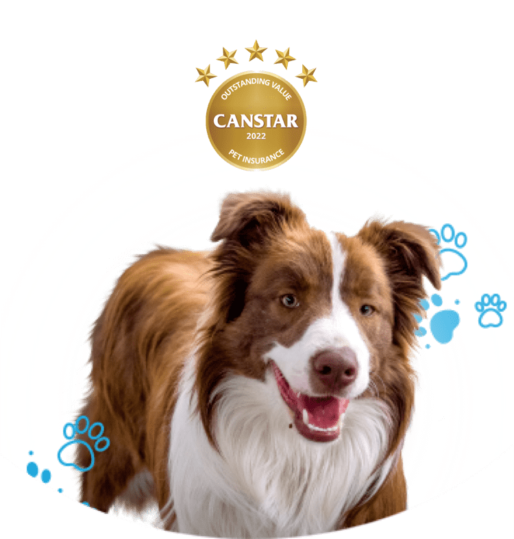 Dog Insurance Cover & Affordable Pet Insurance | PetsOnMe Dog Insurance Cover & Affordable Pet Insurance | PetsOnMe