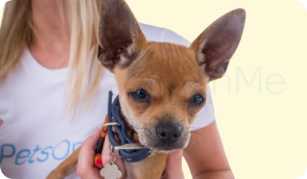 Why Fortnightly Payments Make Pet Insurance More Affordable