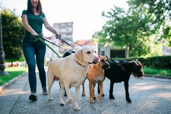 Featured Minder Kate’s Doggy Story