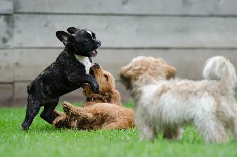 Doggy Socialisation