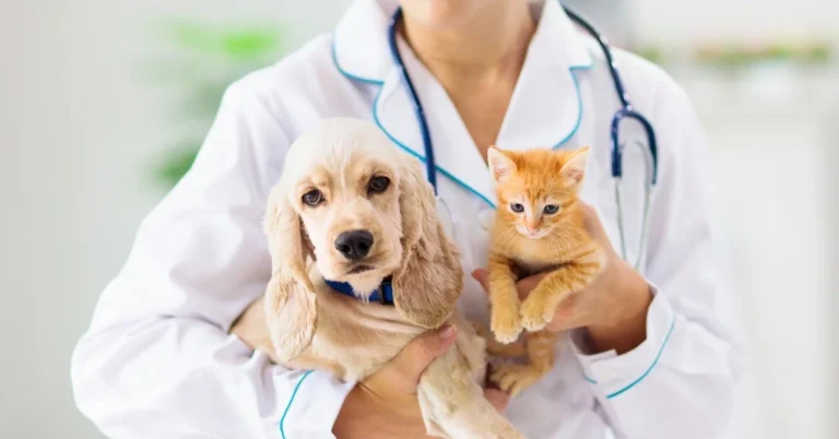How to pick the right vet for your dog