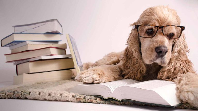 Australian Dog Ownership Laws