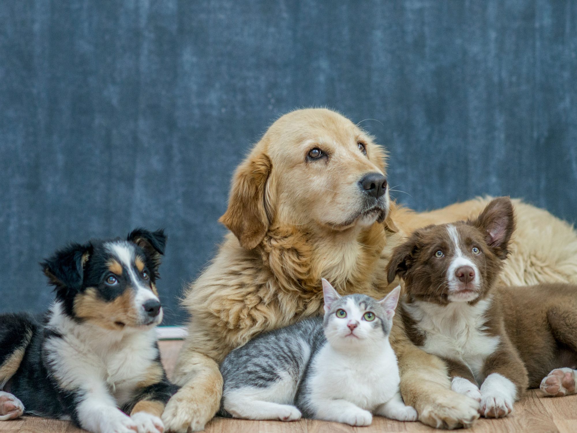 Exploring the Beneficial Impact of Pets on Mental Health