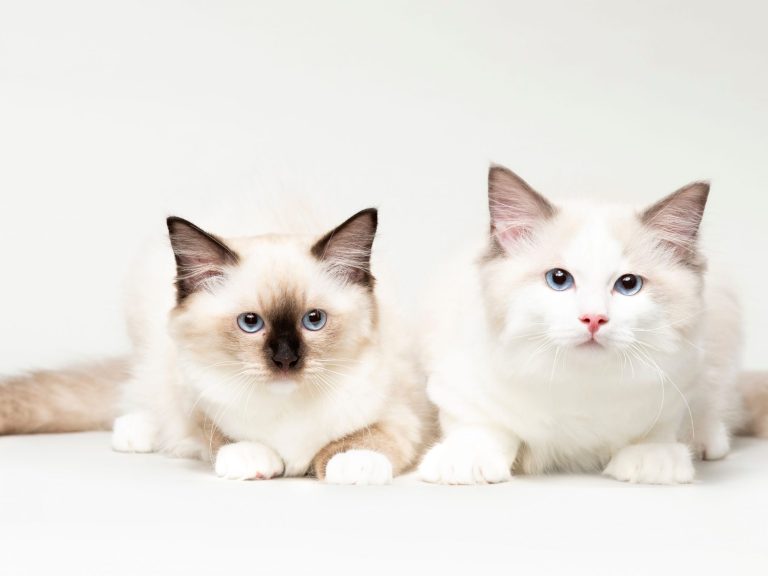 All About Ragdolls