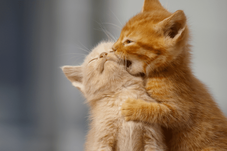 Common Diseases for Cats and Kittens