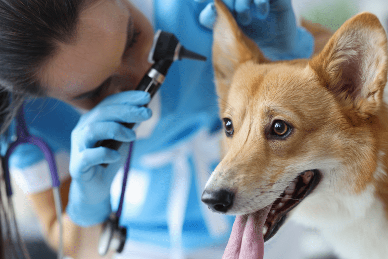 The Most Common Diseases in Dogs