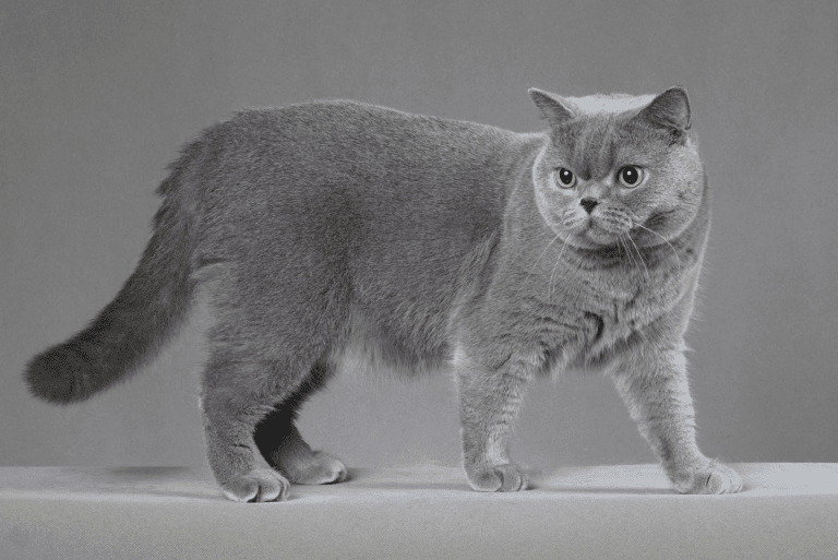 Discovering the Majestic World of the British Shorthair