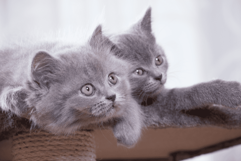 All about the Domestic Shorthair