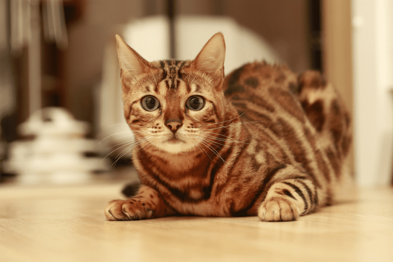 Join The Journey Into the World Of Bengal Cats