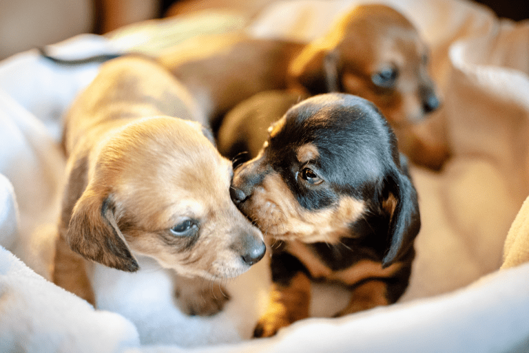 Unleash Your Pups Potential: Engaging Canine Mind Challenges