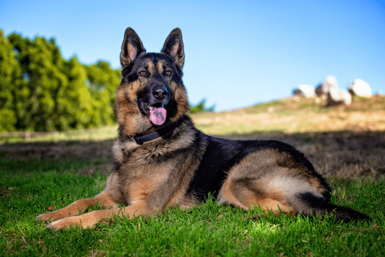 Discover the Devoted German Shepherd