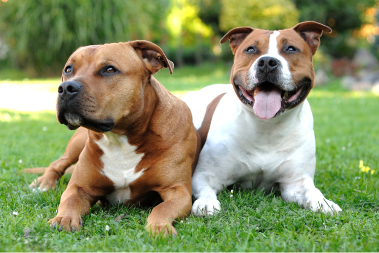 All you need to know about the English Staffordshire Bull Terrier