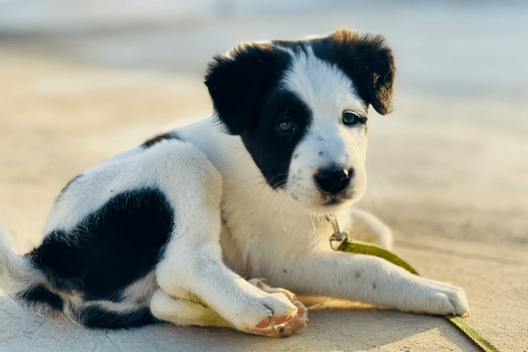 Everything You Need to Know About Border Collies