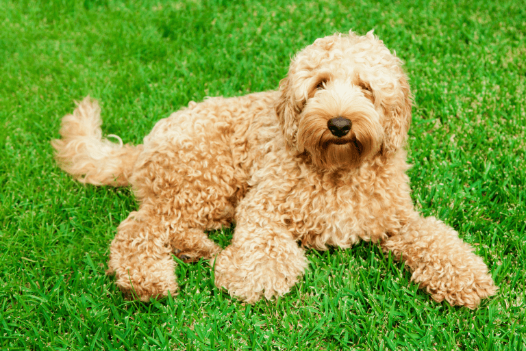 Why the Labradoodle is the Perfect Dog for Families