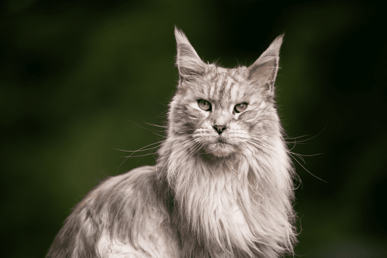 All You Need to Know About The Maine Coon Cat