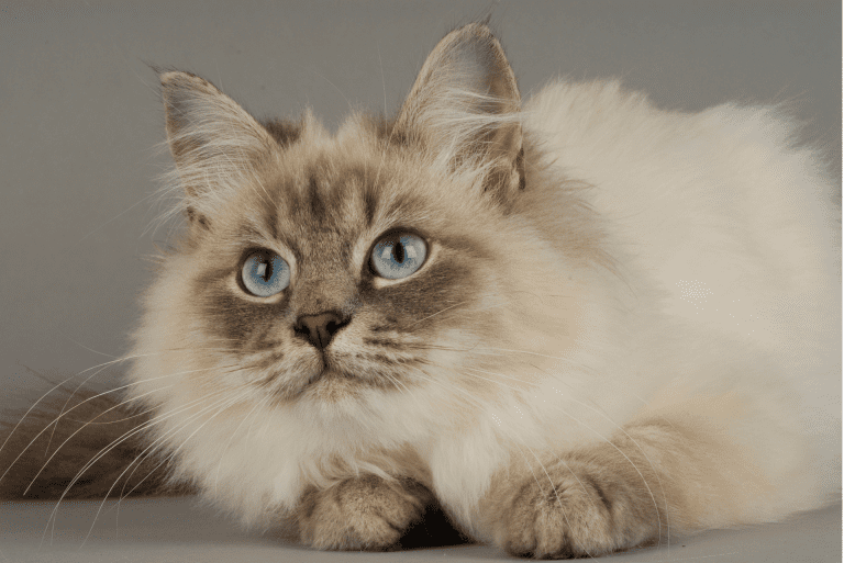 All You Need to Know About the Siberian Cat