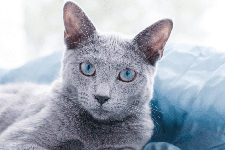 Everything You Need to Know About the Russian Blue Cat