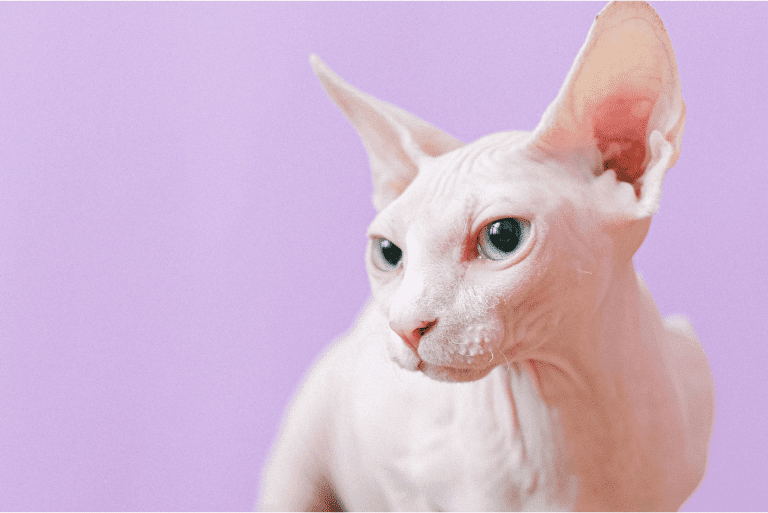 All You Need to Know About the Sphynx Cat