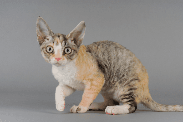 Everything You Need to Know About the Devon Rex Cat