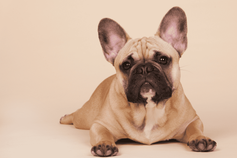 The Charm of French Bulldogs