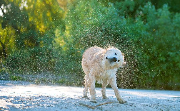 Allergy-Free Affection: All About Allergy-Friendly Dog Breeds