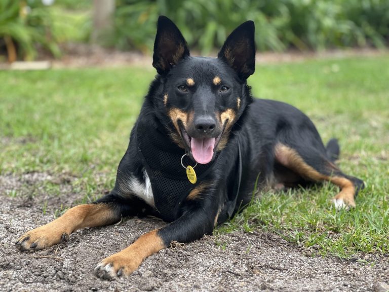 Getting To Know An Aussie Breed: The Intelligent Kelpie