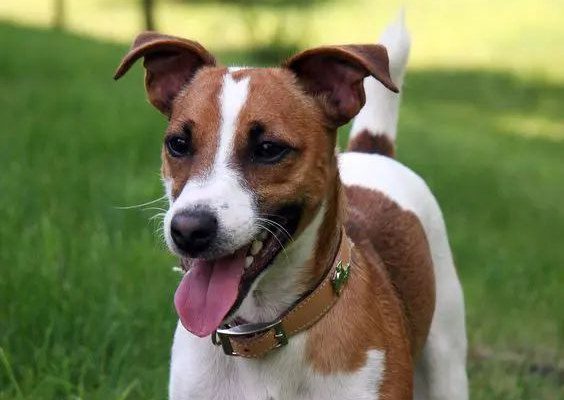 Discovering the Endearing Essence of Jack Russell Terriers