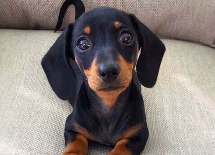 Exploring The Charismatic Of The Courageous Sausage Dogs