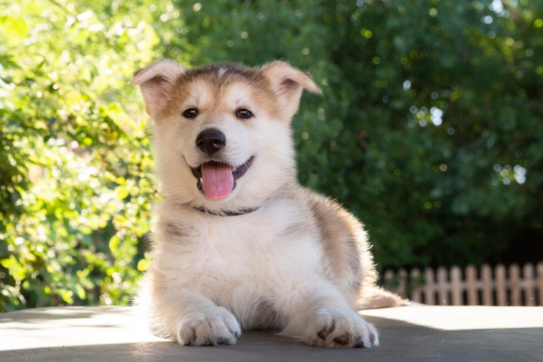 The Best Pet Insurance Plans for Your Budget: Your Complete Guide