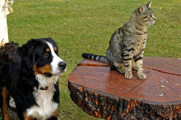 How Much Is Pet Insurance in Australia?