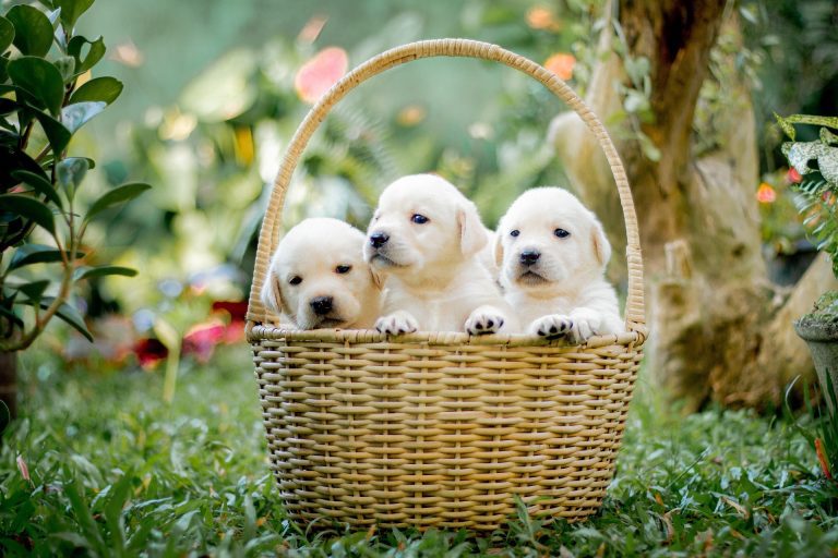 Purchasing Pet Insurance: Is It Worth It?