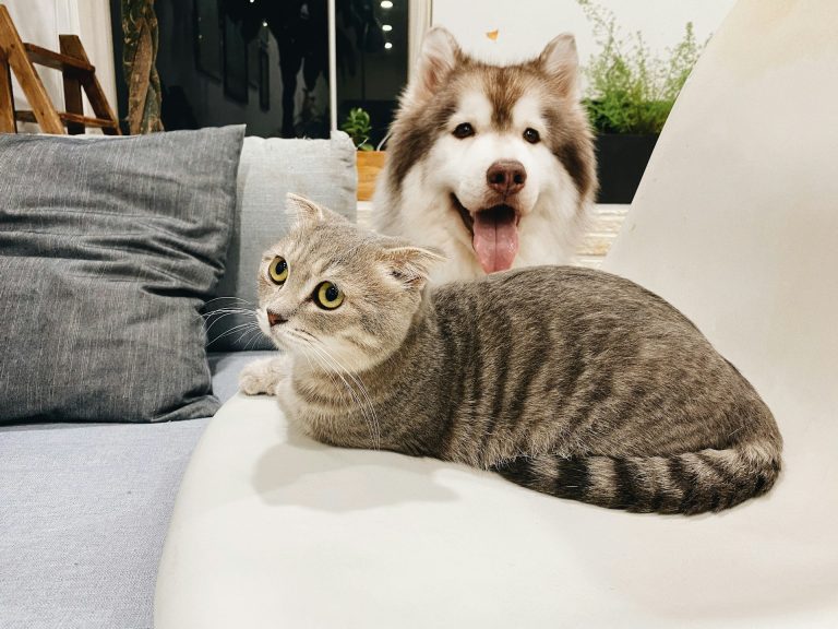 Your Guide to the Best-Value Pet Insurance Plans