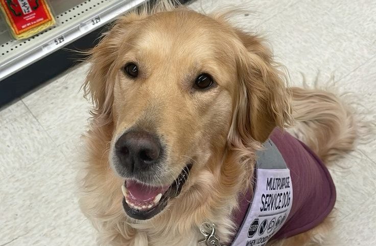Displaying the Golden Heart: A Tribute to Golden Retriever