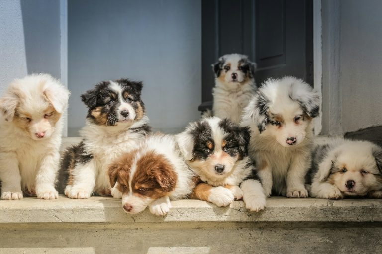 What Does Pet Insurance Cover?