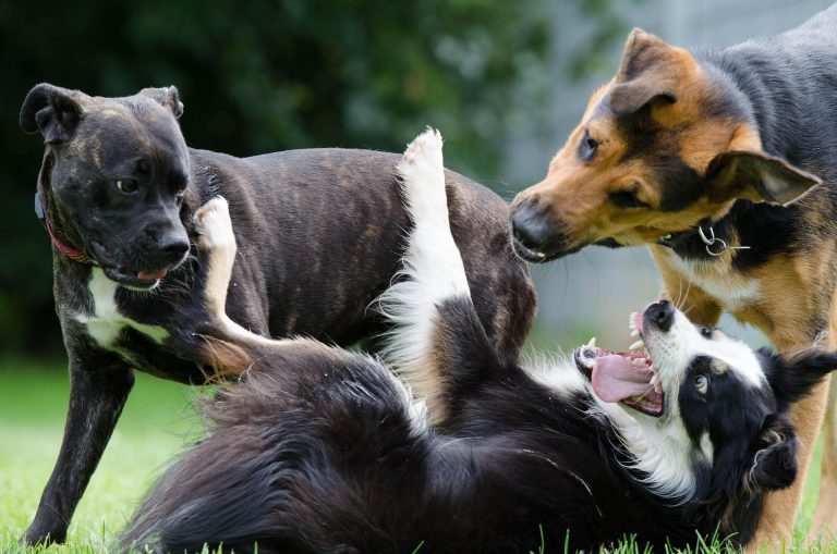Your Pet’s Health and Pet Insurance: Finding the Right Plan for Their Needs