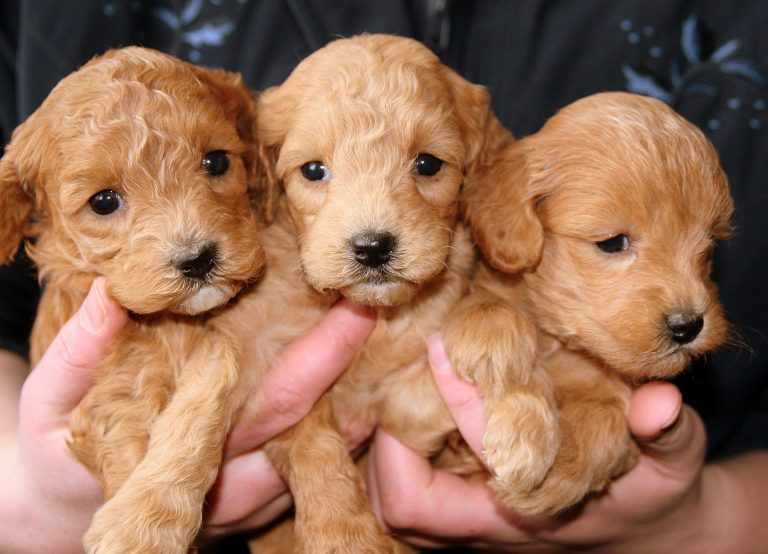 Compare Pet Insurance for Dogs