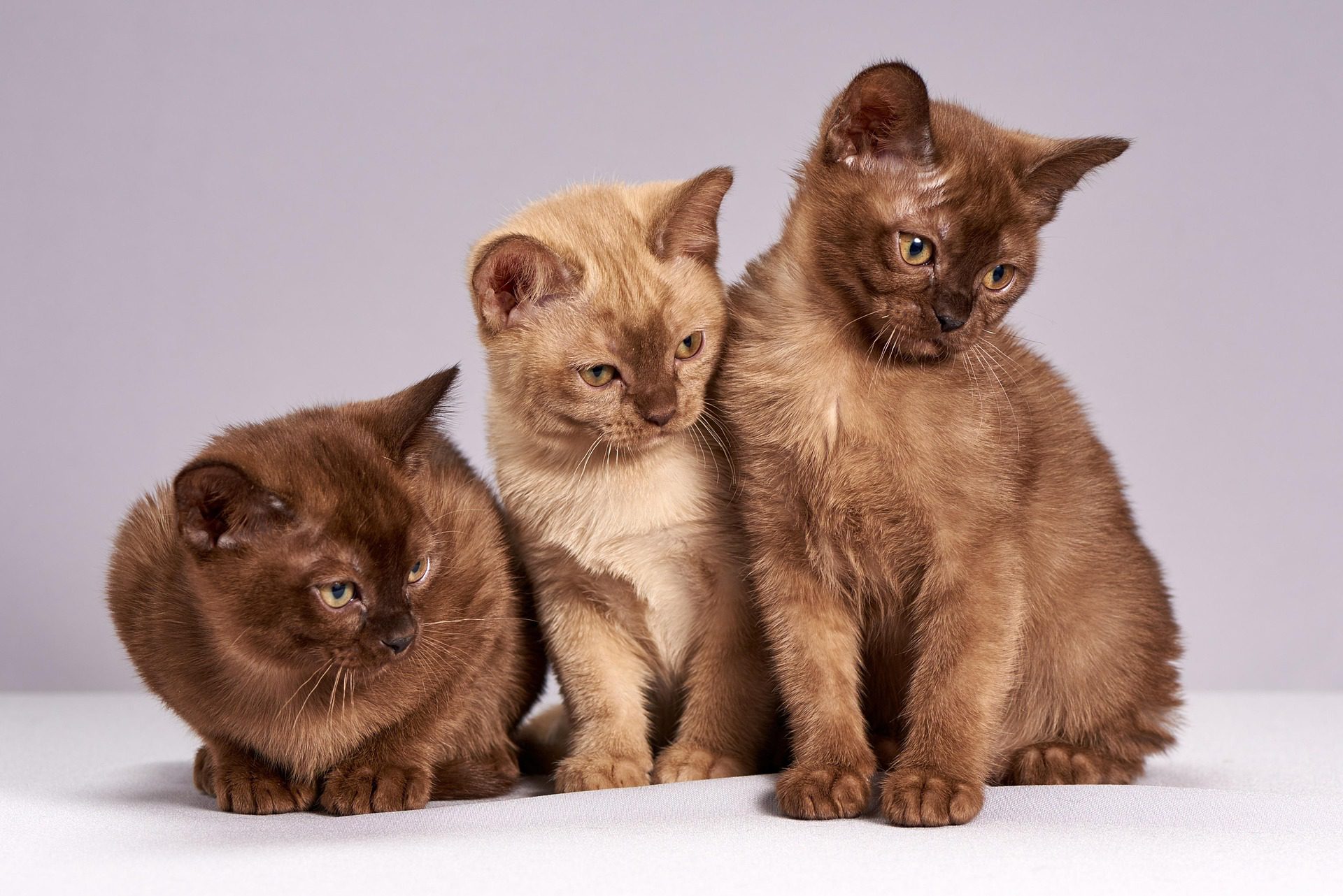What’s the Average Cost of Pet Insurance in Australia?