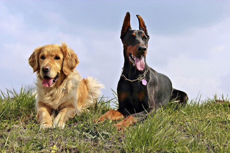 How Does Pet Insurance Work?